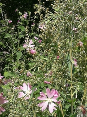 Malva thuringiaca