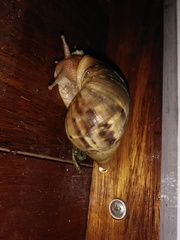 Lissachatina fulica