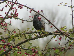 Sturnus vulgaris