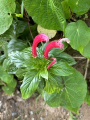 Centropogon cornutus