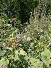 Malva thuringiaca
