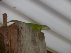 Anolis marmoratus