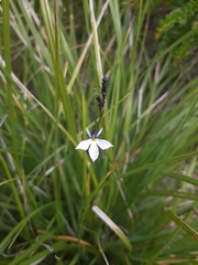 Lobelia tenera