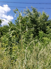 Lactuca serriola
