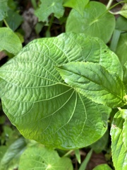 Centropogon cornutus