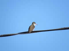 Leucolia violiceps