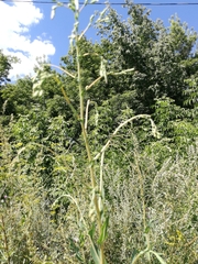 Lactuca serriola