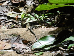 Copeoglossum nigropunctatum