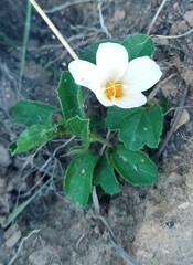 Hibiscus aethiopicus