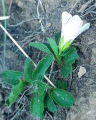 Hibiscus aethiopicus