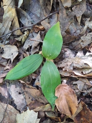 Cypripedium acaule