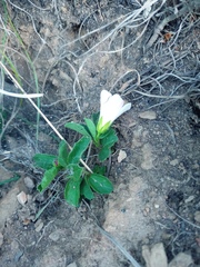 Hibiscus aethiopicus