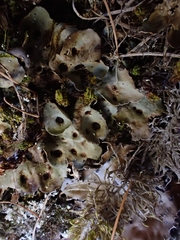 Solorina saccata