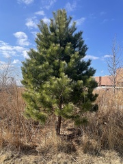 Pinus