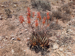 Aloe falcata