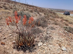 Aloe falcata
