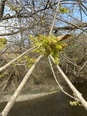 Forestiera