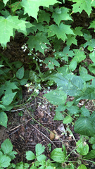 Circaea canadensis
