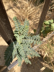 Sophora macrocarpa