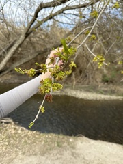 Forestiera