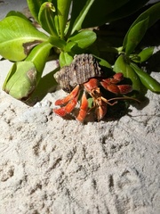 Coenobita perlatus