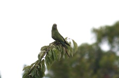 Enicognathus leptorhynchus