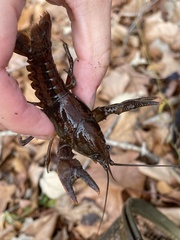 Cambarus latimanus