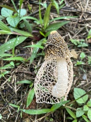 Phallus haitangensis