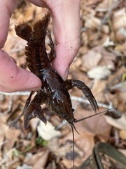 Cambarus latimanus
