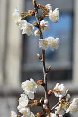 Prunus pseudocerasus