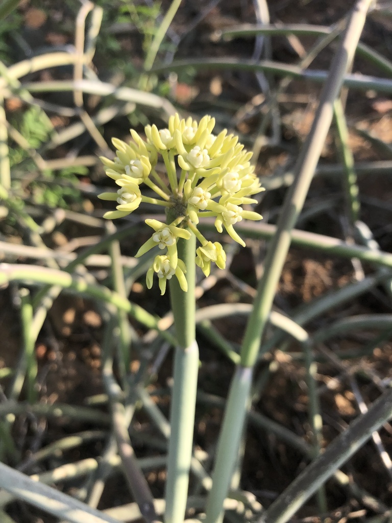 Cynanchum socotranum