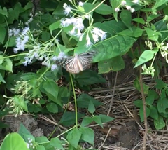 Ideopsis vulgaris macrina