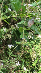 Ideopsis vulgaris macrina