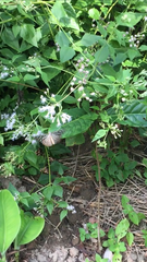 Ideopsis vulgaris macrina