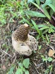 Phallus haitangensis