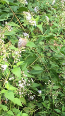 Ideopsis vulgaris macrina