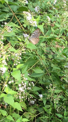 Ideopsis vulgaris macrina