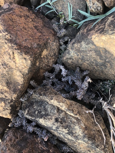 Foto de Tapete-persa