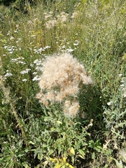 Cirsium arvense