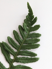 Polypodium calirhiza