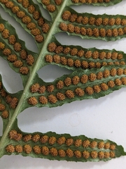 Polypodium calirhiza