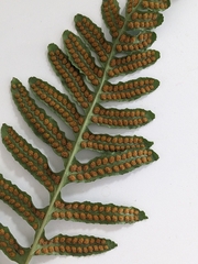 Polypodium calirhiza