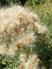 Cirsium arvense