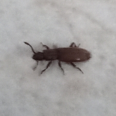 Oryzaephilus surinamensis