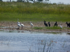 Anastomus lamelligerus