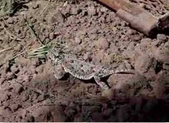 Phrynosoma