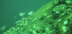 Tautogolabrus adspersus