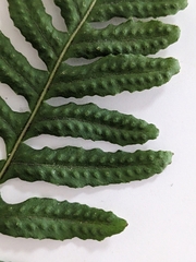 Polypodium calirhiza