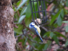Cyanistes caeruleus