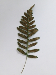 Polypodium calirhiza